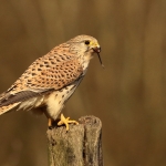 Torenvalk vrouw Torenvalk vrouw