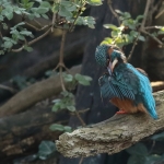 ijsvogel ijsvogel