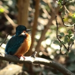 ijsvogel ijsvogel
