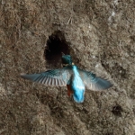 ijsvogel ijsvogel