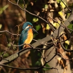 ijsvogel ijsvogel