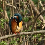 ijsvogel ijsvogel