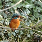 ijsvogel ijsvogel