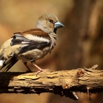 Vogels Vogels