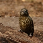Vogels Vogels