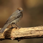 Vogels Vogels