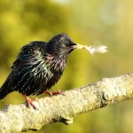 Vogels Vogels