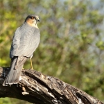 Vogels Vogels