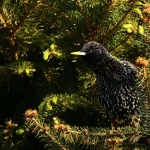Vogels Vogels