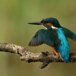 ijsvogel ijsvogel