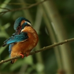 ijsvogel ijsvogel