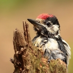 Vogels Vogels
