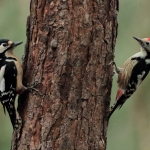 Vogels Vogels