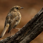 Vogels Vogels