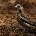Vogels Vogels