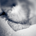 Frozen VI Frozen VI