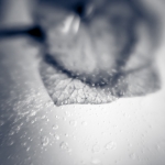 Frozen VII Frozen VII