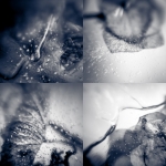 Frozen collected II Frozen collected II