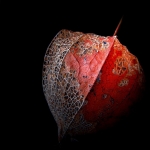 Physalis Physalis