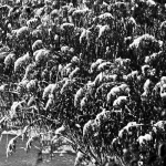 Winters riet Winters riet