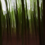 The Forest I The Forest I