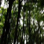 The Forest II The Forest II