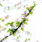 Lente Lente