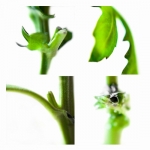 Bloem en groen 2 Bloem en groen 2