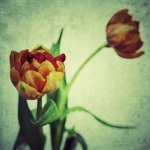 Tulp 3 Tulp 3
