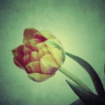 Tulp 4 Tulp 4