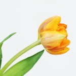 Tulp 2a Tulp 2a