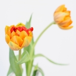 Tulp 3a Tulp 3a