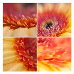 Gerbera (my way)- collage Gerbera (my way)- collage