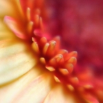 Gerbera (my way) 1 Gerbera (my way) 1