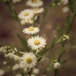 Fijnstraal (Erigeron canadensis) Fijnstraal (Erigeron canadensis)