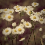 Fijnstraal 2 (Erigeron canadensis) Fijnstraal 2 (Erigeron canadensis)