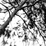 Tree (with lensbaby) Tree (with lensbaby)