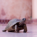 Schildpad Schildpad