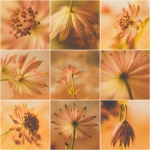 Astrantia Major - 2 (collage) Astrantia Major - 2 (collage)