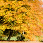 Autumn 2015 | 2 Autumn 2015 | 2