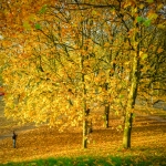 Autumn 2015 | 3 Autumn 2015 | 3