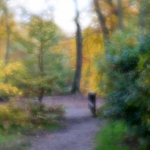 Autumn 2015 | 4 Autumn 2015 | 4