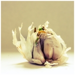 Knoflook Knoflook