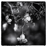 Flower | 1 Flower | 1