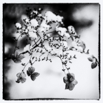 Flower | 2 Flower | 2