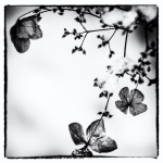 Flower | 3 Flower | 3