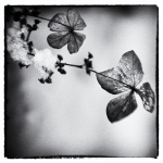 Flower | 4 Flower | 4