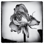 Rose | 1 Rose | 1