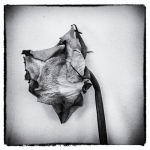 Rose | 2 Rose | 2