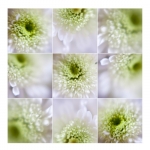 Springflower-scope Springflower-scope
